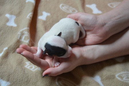 CHLOE - eine DUFTIGE kleine Russell-Dame :-))